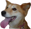�X�N�[���h�b�O
